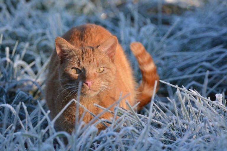 Delhi freezes amid IMD’s two-day orange alert for cold wave; Ayanagar temp plunges to record 2.9°C – Mint