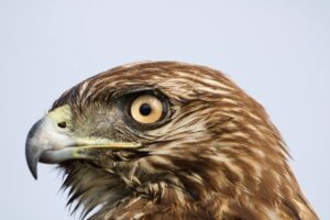 Israel on high alert for possibility of U.S. intervention in Iran, sources say – The Hindu