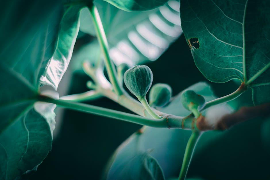 Cerium oxide nanoparticles prepared through Bio-combustion using Ficus carica as effective antioxidant, anticancer and dye degrading agent – Amrita Vishwa Vidyapeetham