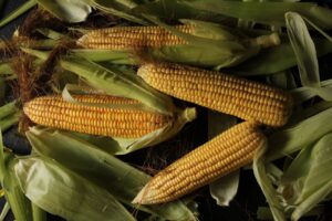 Eating less protein may slow tumor growth in damaged livers – Earth.com