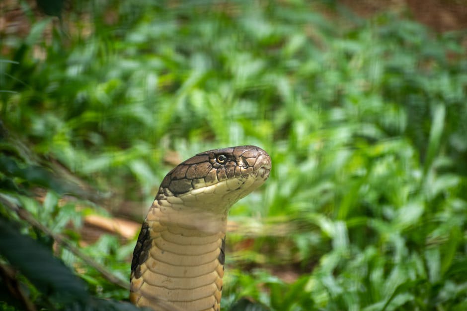 Meet The Bird That Kills Cobras With A Kick To The Face — A Biologist Explains - Forbes