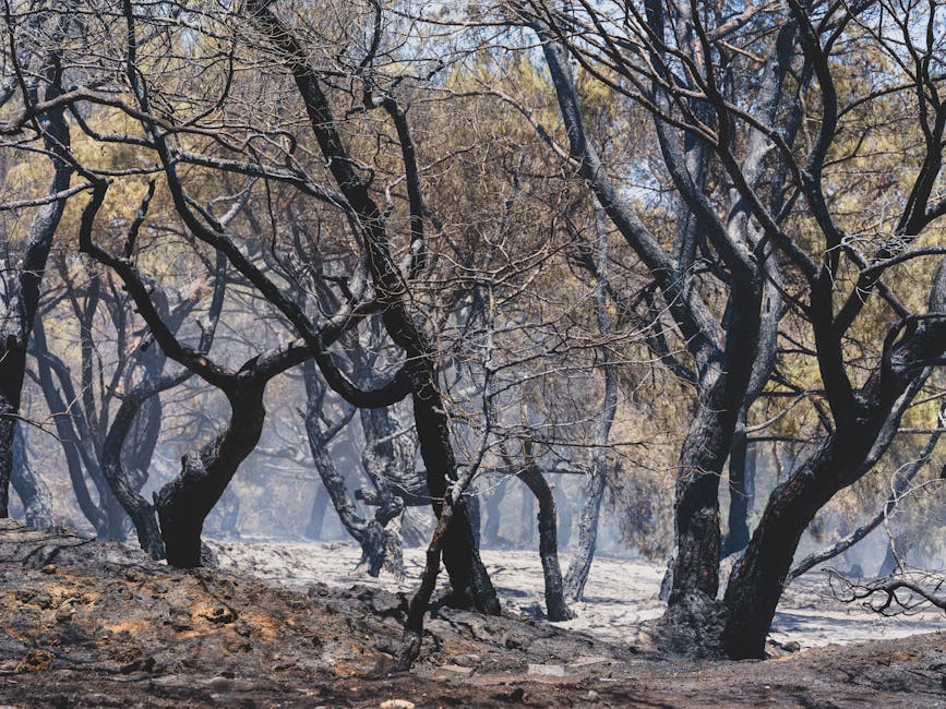 Ancient wildfires in Gondwana forests shaped Earth’s climate, Indian study finds – DD India: What You Need To Know